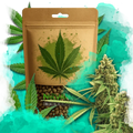 Big Bud Autoflower