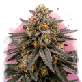 Biscotti Feminized
