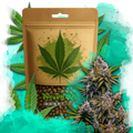 Black Widow Feminized