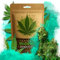 Blue Dream Feminized