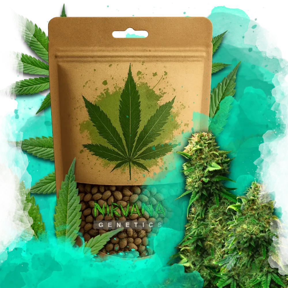 Blue Dream Feminized