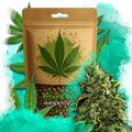 Blue Dream Autoflower