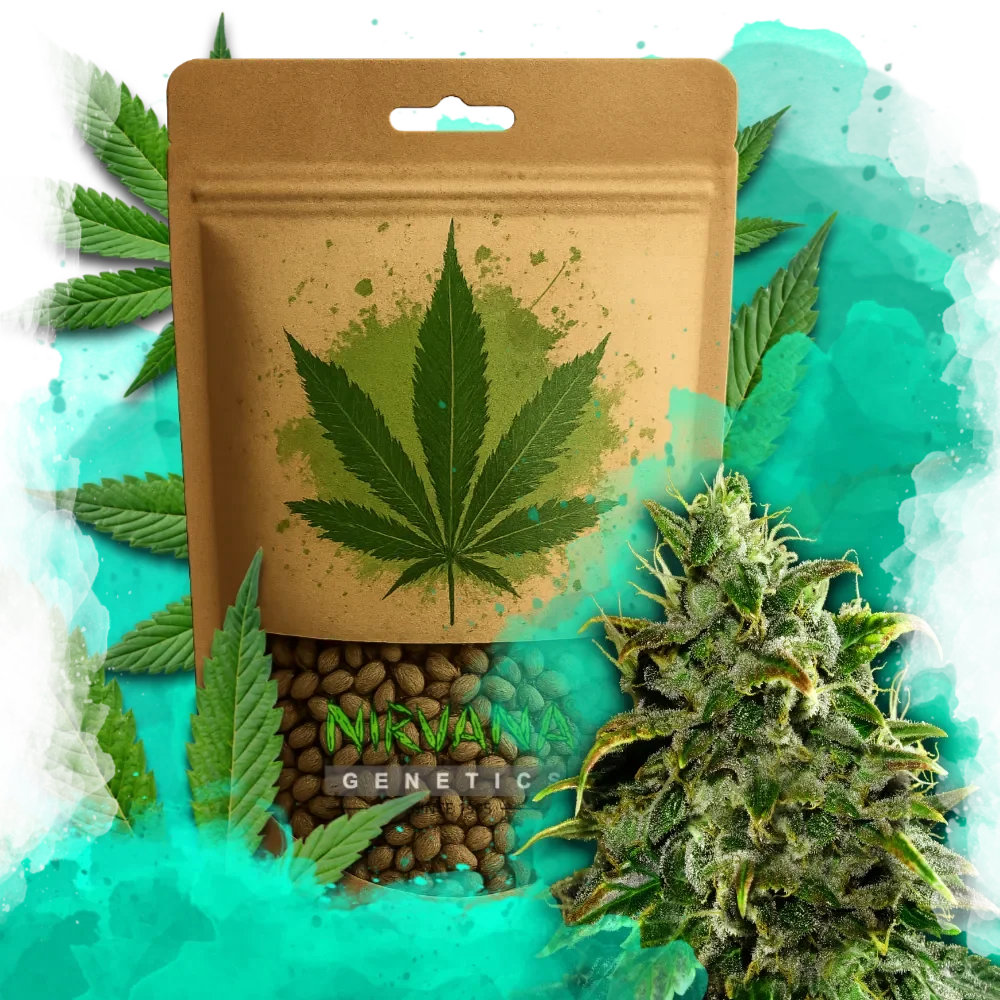 Blue Dream Autoflower
