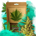 Blueberry Kush Autoflower