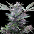 Bubba Kush x PCK Feminizada