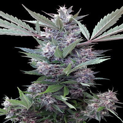Bubba Kush x PCK Feminizada