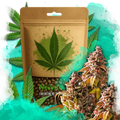 Bubble Kush Feminized