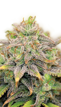 CBD-Warlock Strain Created by Serious Seeds
