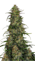 CBD-Chronic Strain Created by Serious Seeds