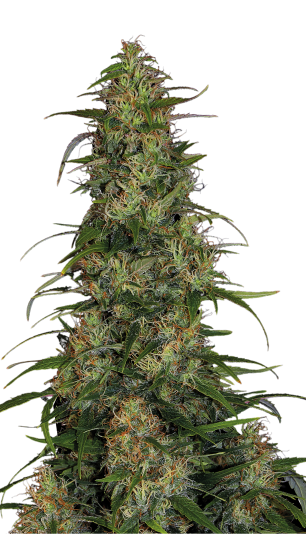 CBD-Chronic Strain Created by Serious Seeds