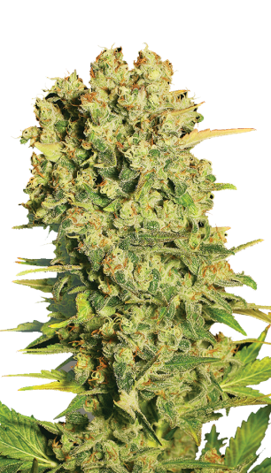 Chronic Strain Created by Serious Seeds