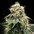 Chocolate Truffle Shuffle Reg Cannabis Seeds