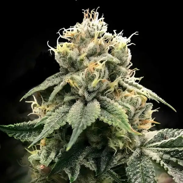 Chocolate Truffle Shuffle Reg Cannabis Seeds