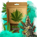 California Orange Bud Feminized
