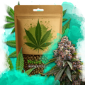 Candy Kush Feminized