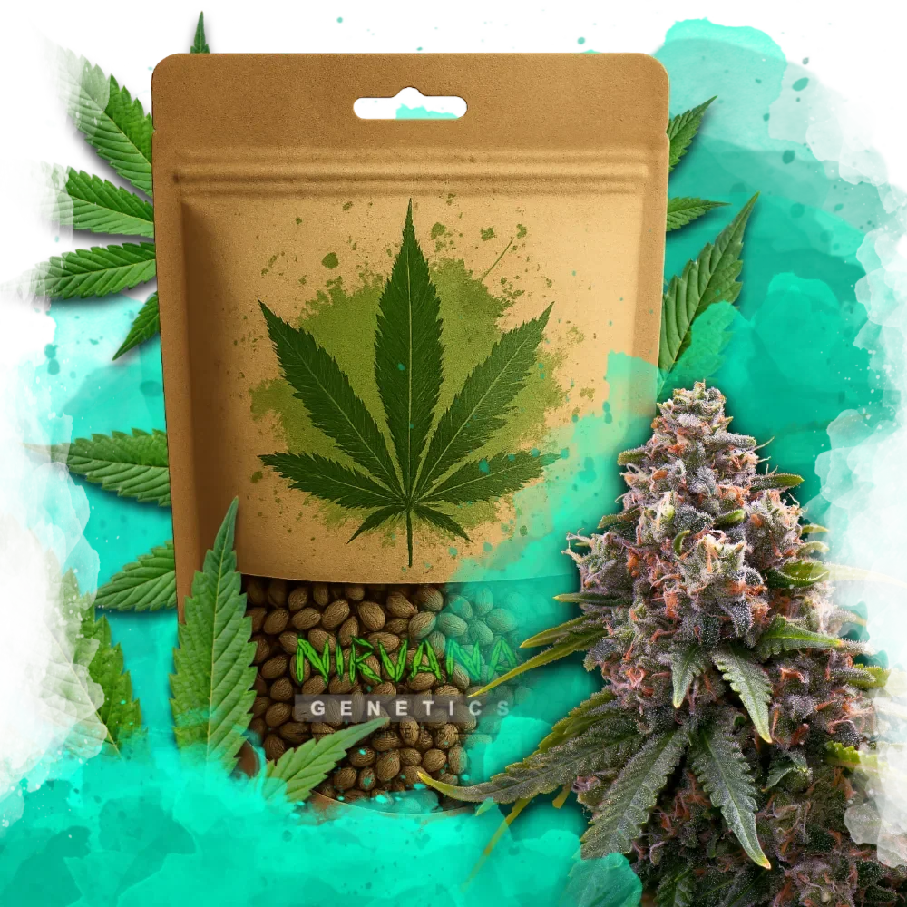Candy Kush Feminized