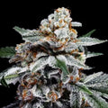 Canelo auto Cannabis Seeds