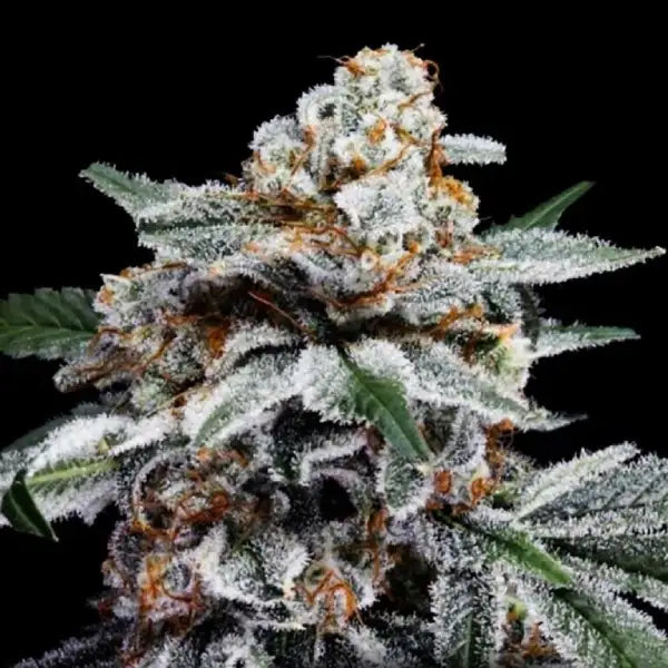 Canelo auto Cannabis Seeds