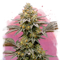 Cereal Milk Feminized
