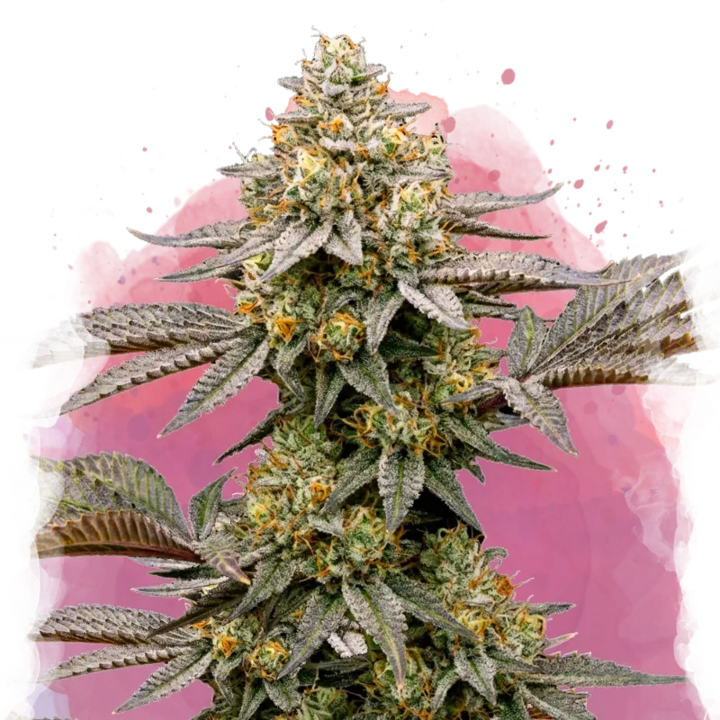 Cereal Milk Feminized