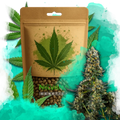 Chemdog Feminized