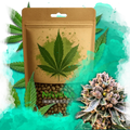 Cherry Blossom v2 CBD Feminized