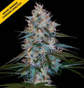 Chocolope Kush FEM Cannabis Seeds