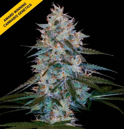 Chocolope Kush FEM Cannabis Seeds