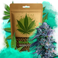 Chocolope Feminized
