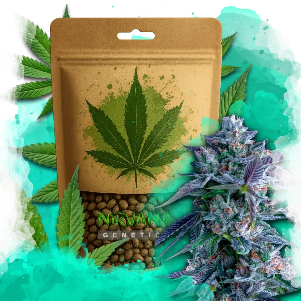 Chocolope Feminized