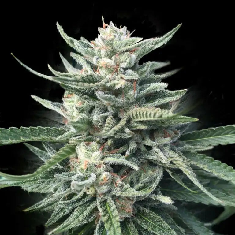 Chocolope 256 Fem Cannabis Seeds