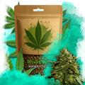 Cookies & Cream Feminized
