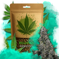 Critical Autoflower