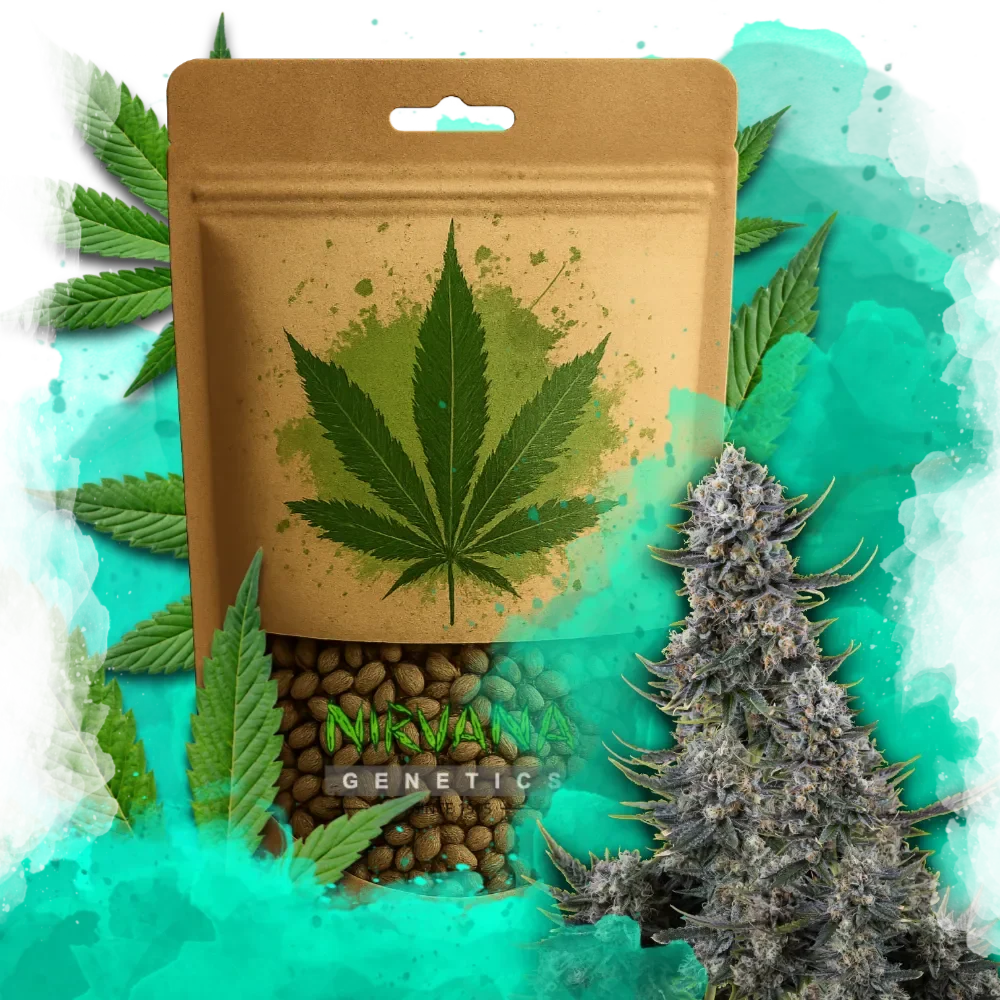 Critical Autoflower