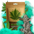 Critical Feminized