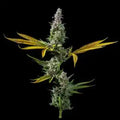 Strawberry Banana Fem Cannabis Seeds