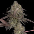 DNA Cake Fem Cannabis Seeds