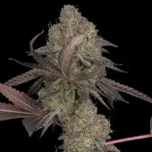 DNA Cake Fem Cannabis Seeds