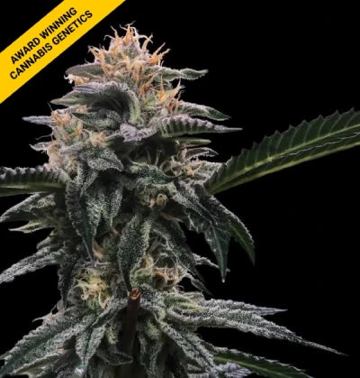 Banana Sorbet Feminized Cannabis Seeds