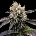 Cataract Cake Feminized Cannabis Seeds