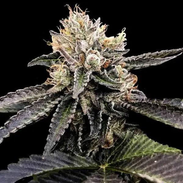Cataract Cake Feminized Cannabis Seeds