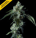 Challah Bread Cannabis Seeds