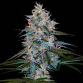 Chocolope Kush Reg Cannabis Seeds