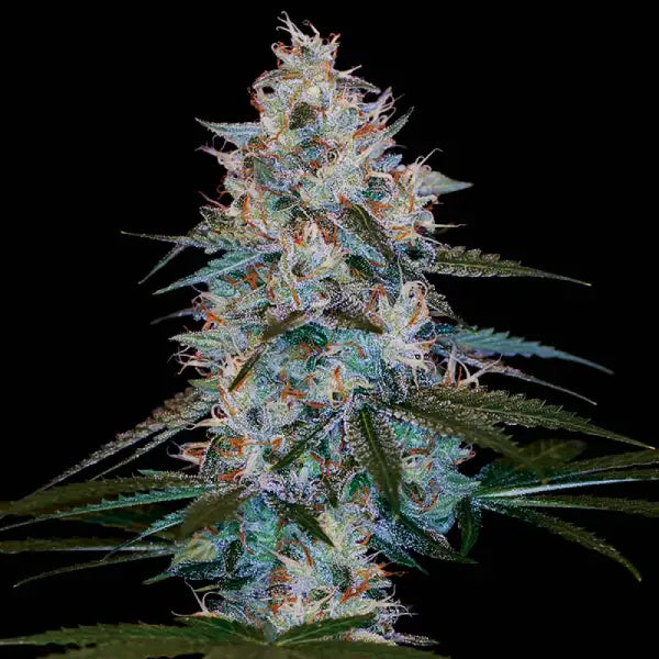 Chocolope Kush Reg Cannabis Seeds