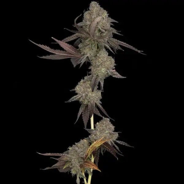 DNA Cake Auto Cannabis Seeds