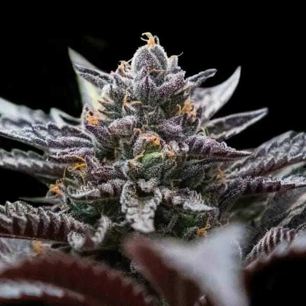 Double Stuffed Sorbet Fem Cannabis Seeds