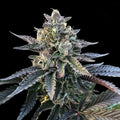 Gelato Sorbet Fem Cannabis Seeds