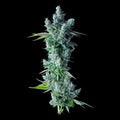 Kosher Dawg Cannabis Seeds