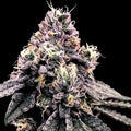 Kosher Pie Cannabis Seeds