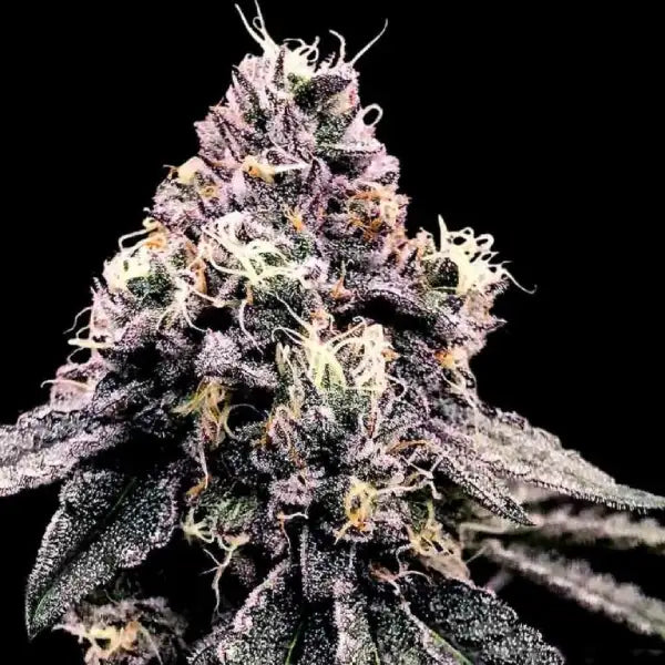 Kosher Pie Cannabis Seeds